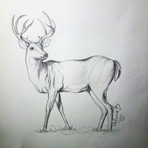 deer