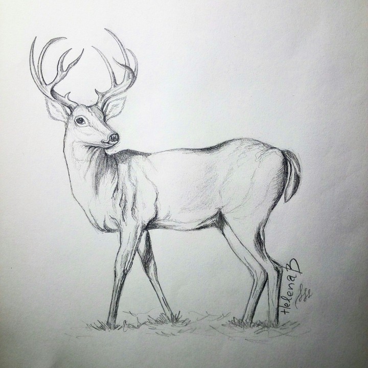 deer