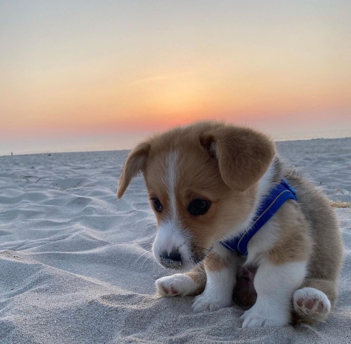 cute puppy...