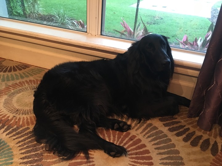 Black Flat Haired Retriever
