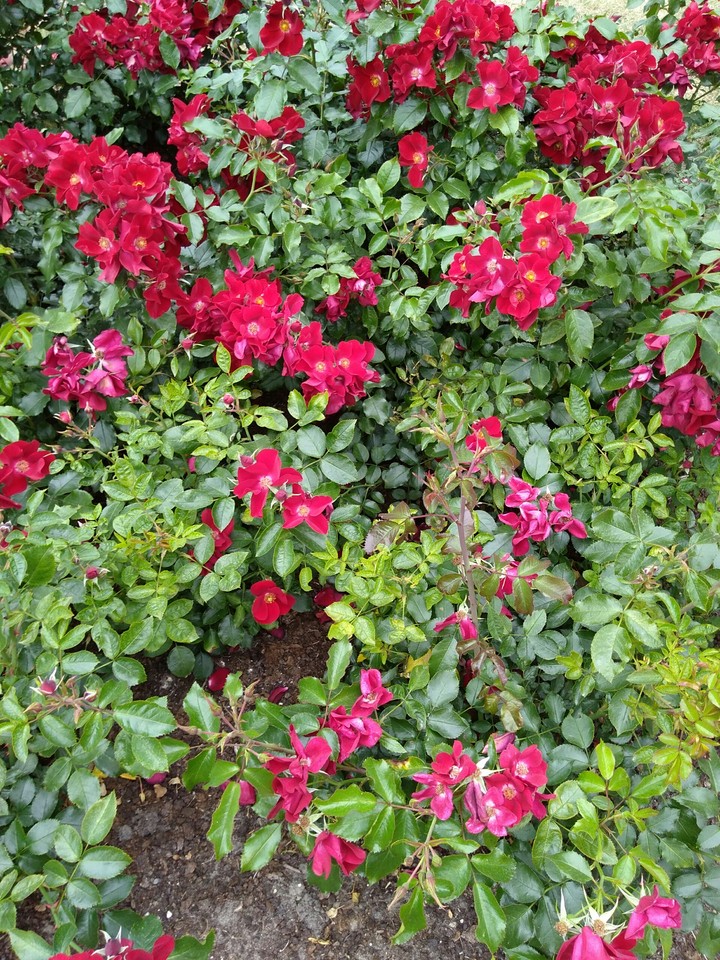 flowers2