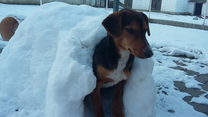 my dog/én kutyám