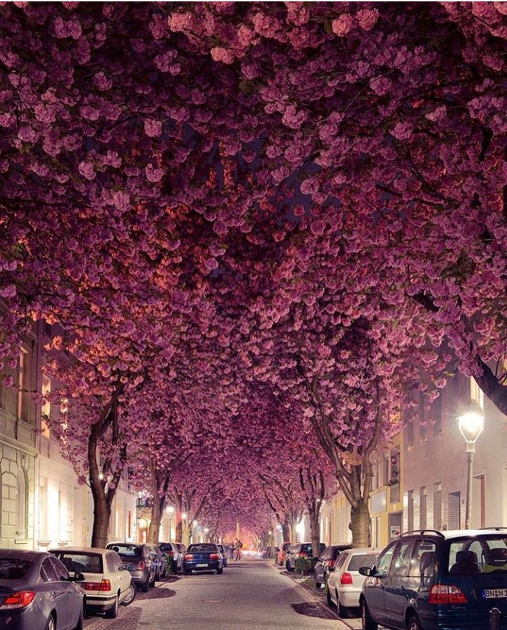 Flowery lane
