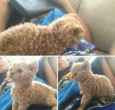 gato ?