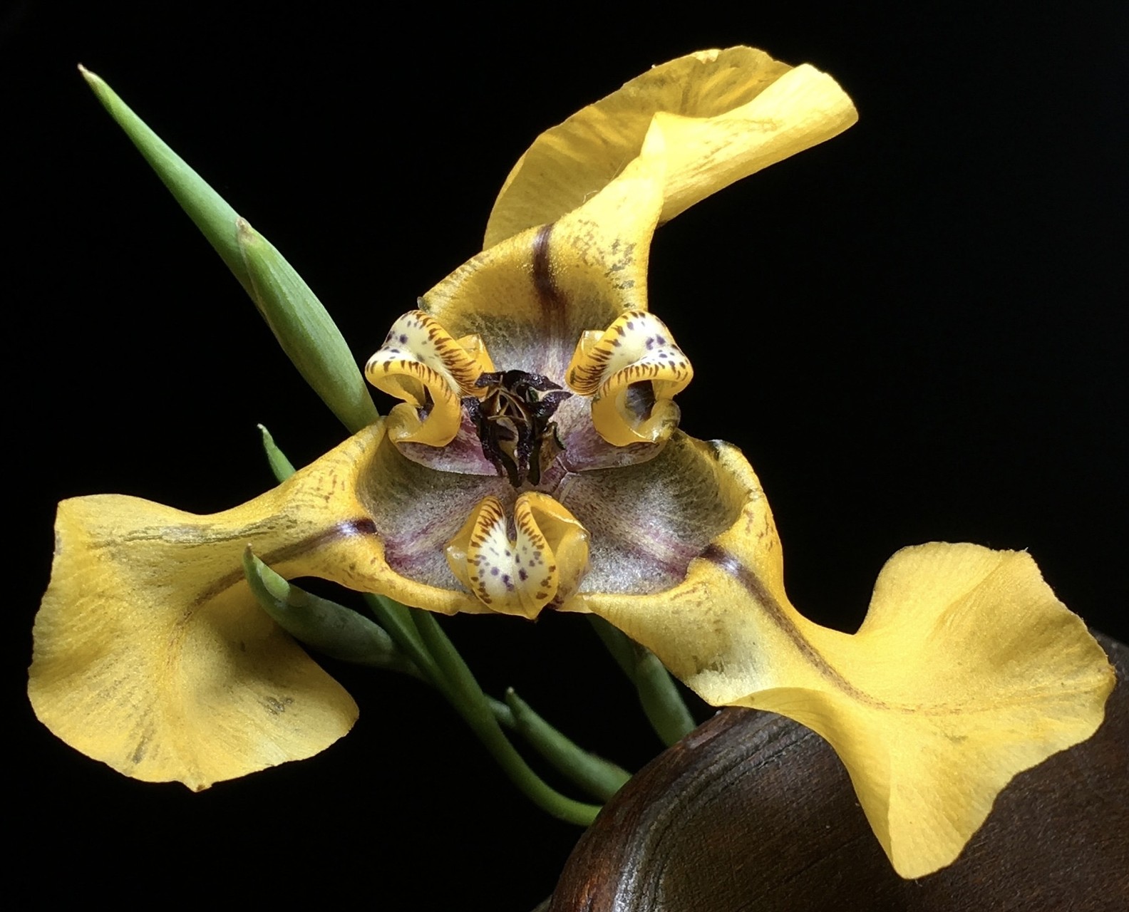 sfondi Science, plant