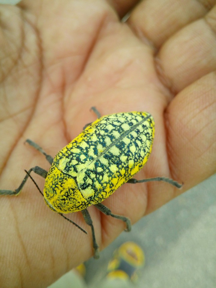 zalzalak iran