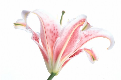 Beautiful Flowers