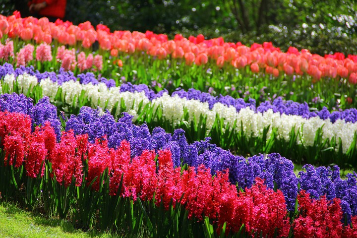 keukenhof Netherlands