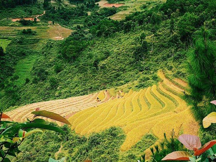 Rice
