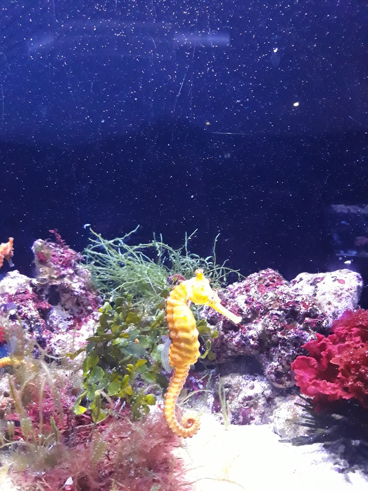 Seahorse