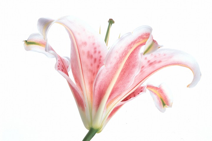 Beautiful Flowers