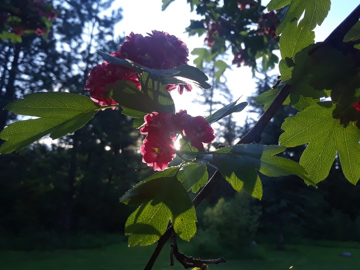 flowers?