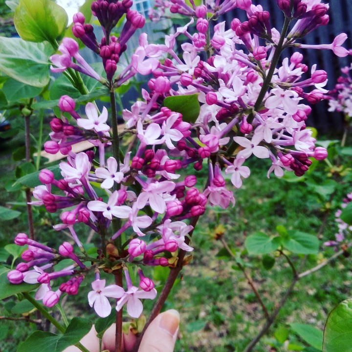 lilac