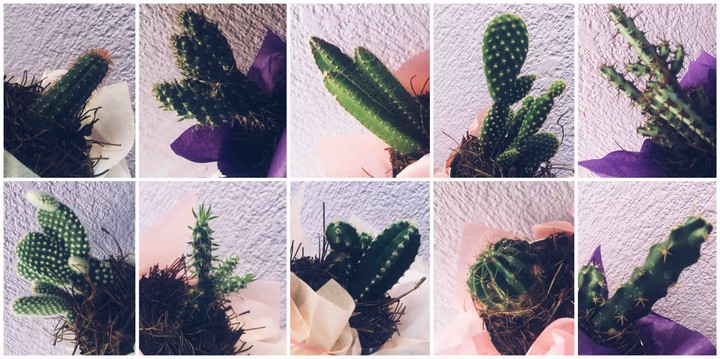 Cactus