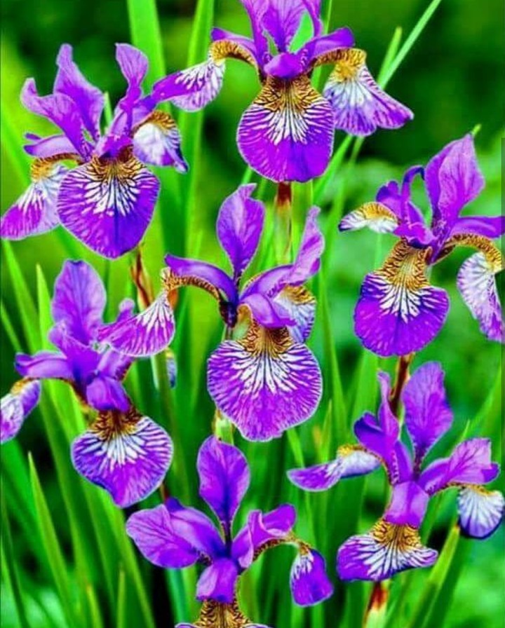 Iris