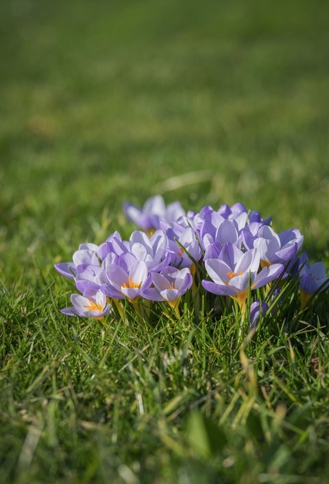 flower, groundcover háttérképek