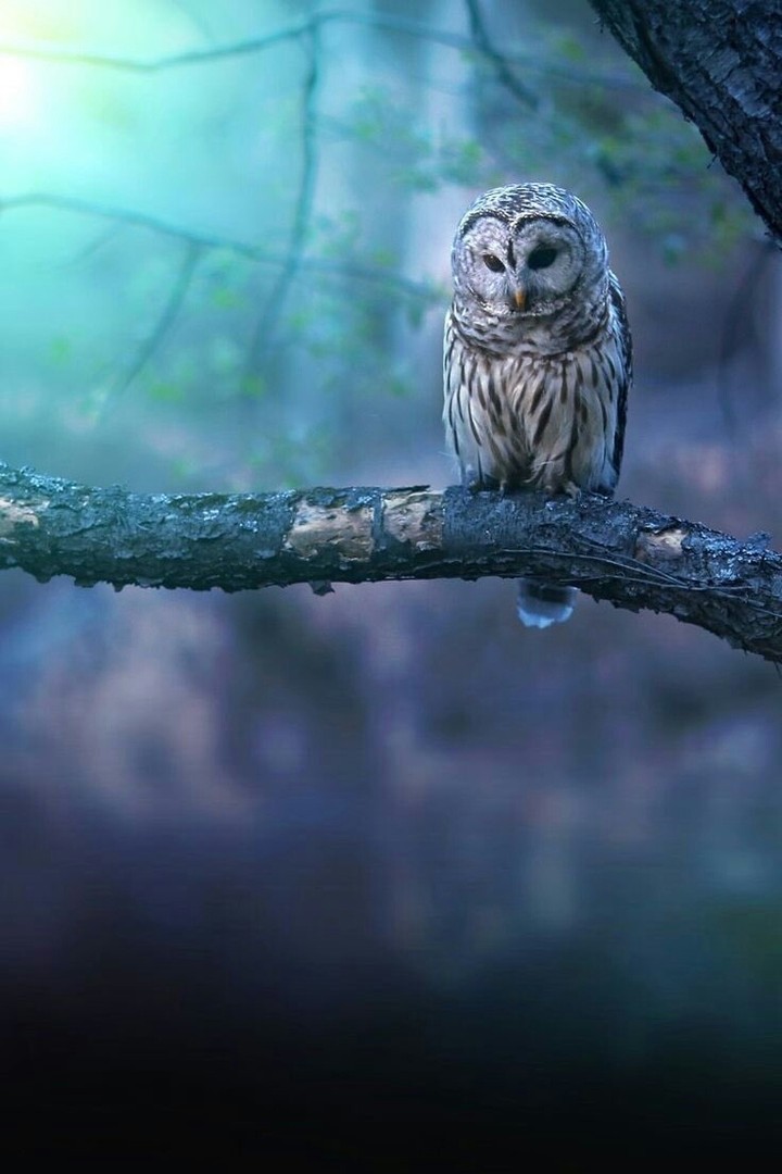 Ağaç dalında baykuş