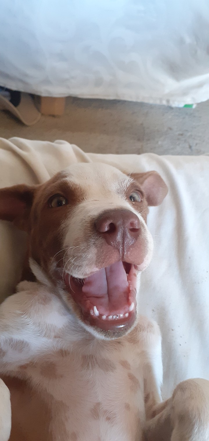 dog