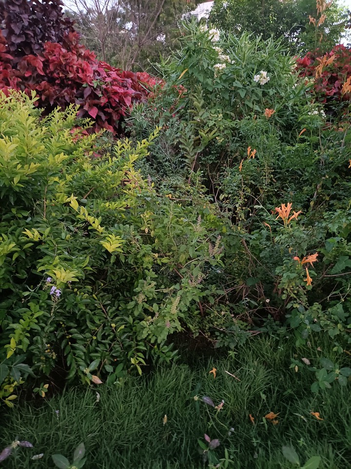 flowers