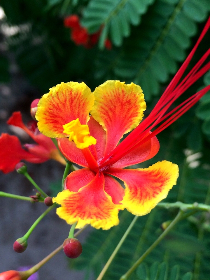 flower