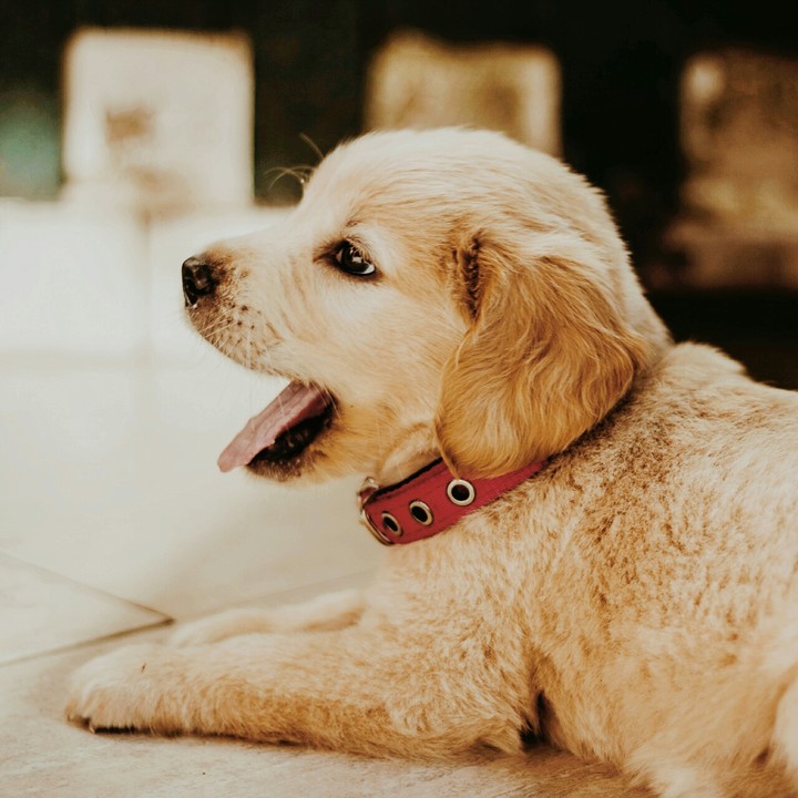 golden retriever