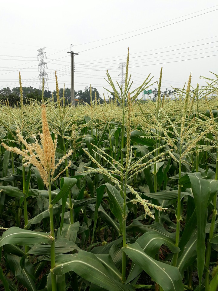 Cornfield 玉米田