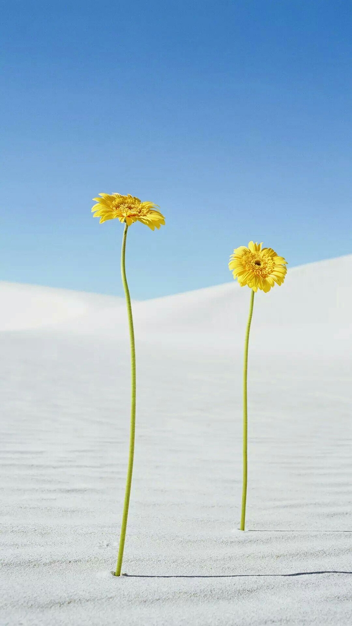 Yellow Flowers