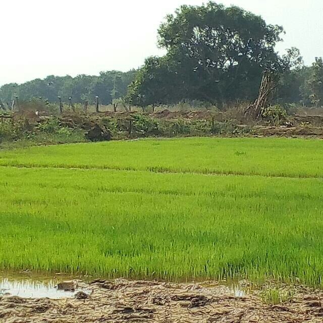 nature