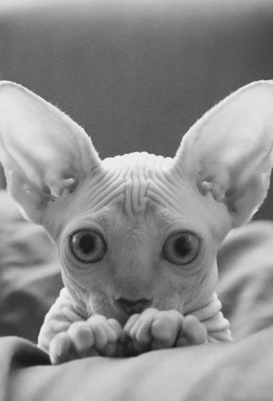 cccati