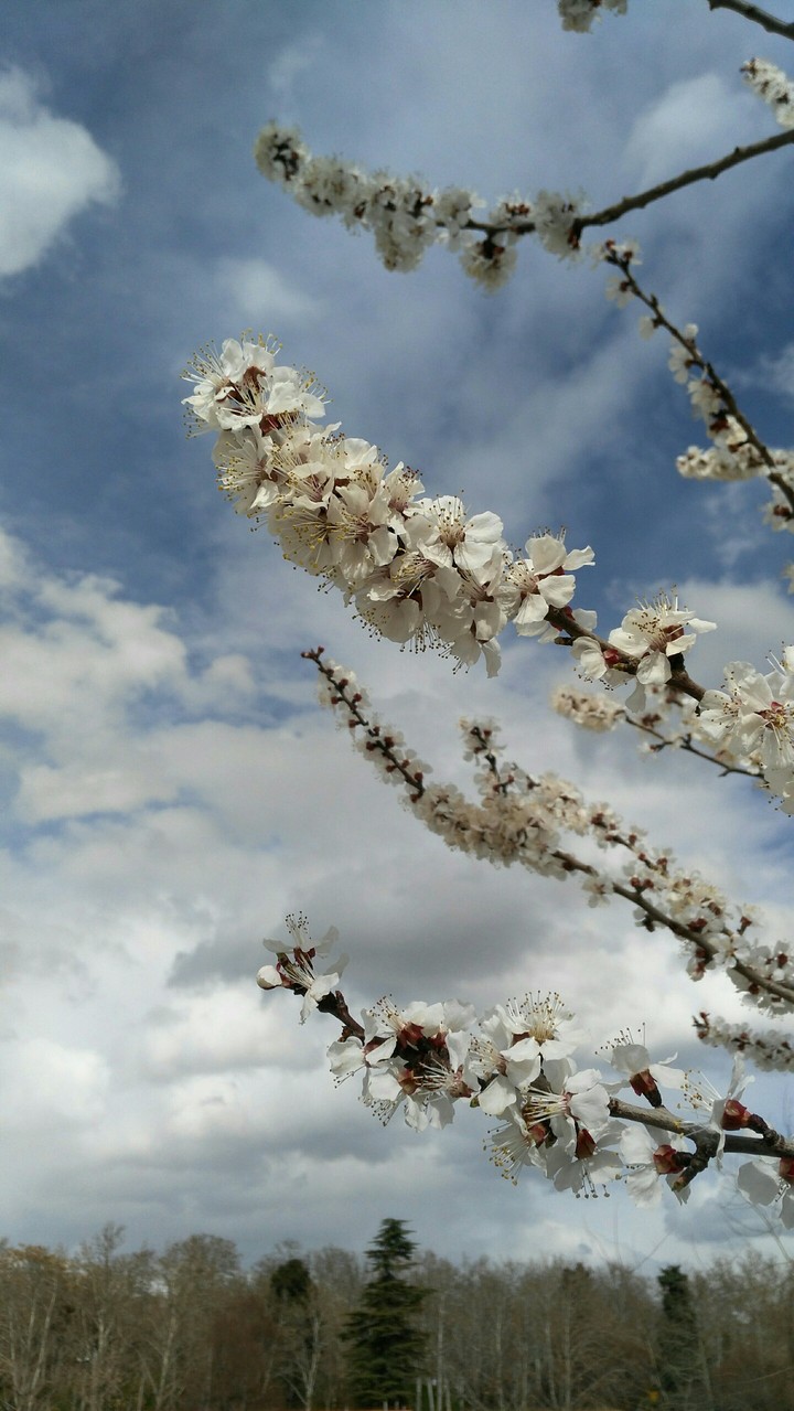 spring