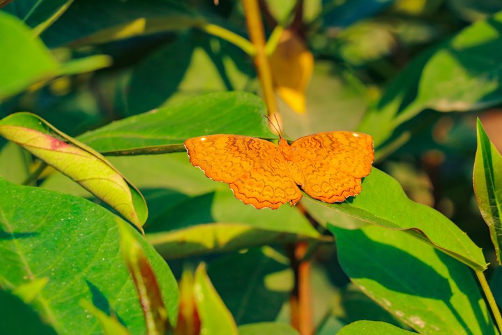 Butter fly