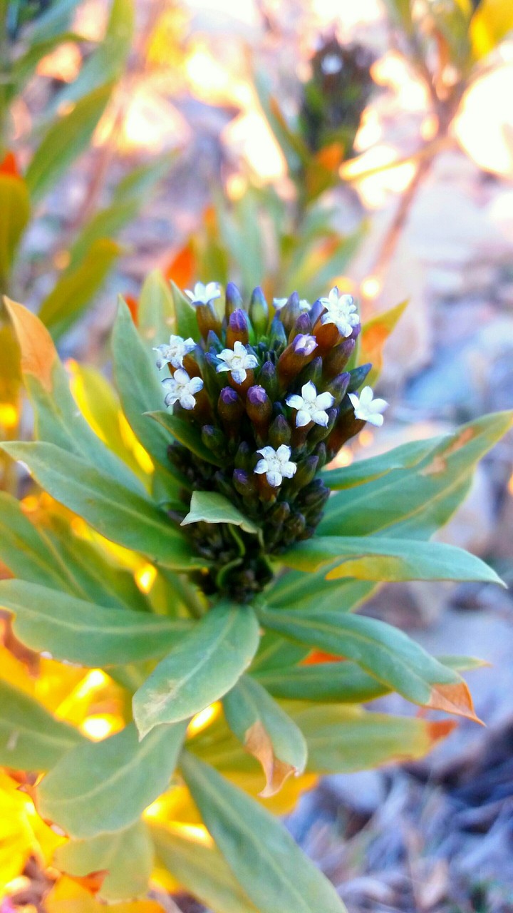 colourfull flower