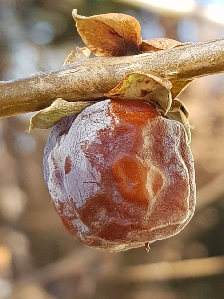 Gourmar fruit