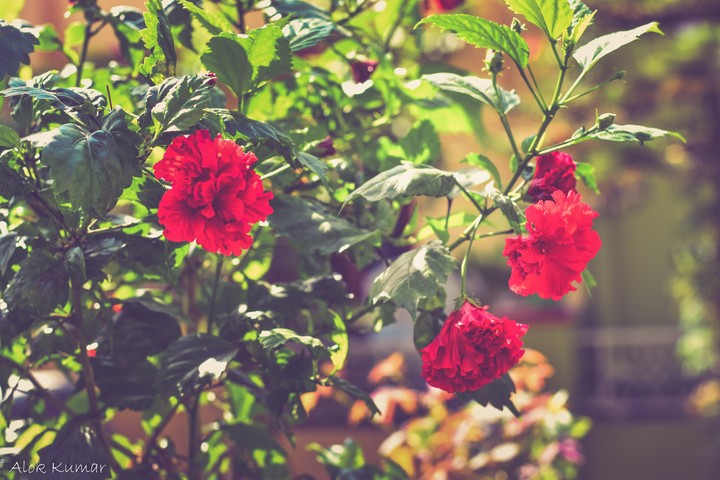 rose