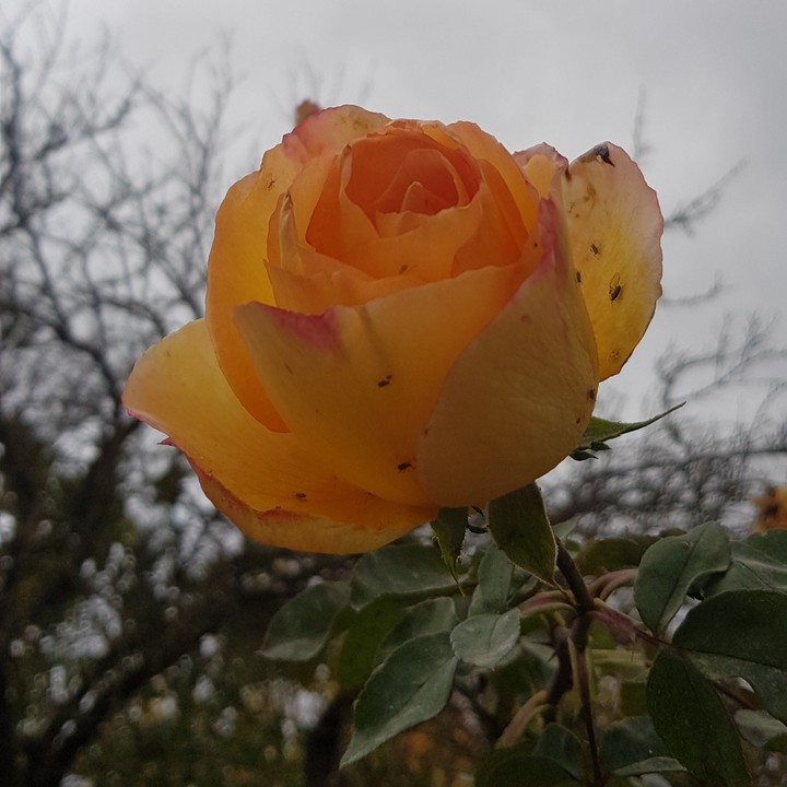 rose