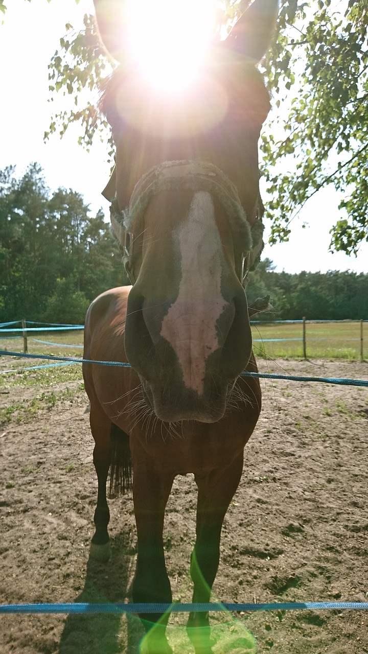 the horse king of the sun