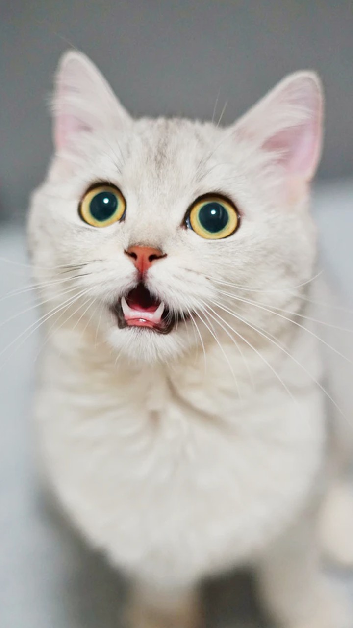 Cat miya-Ong