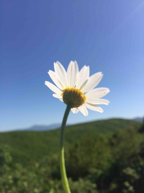 daisy
