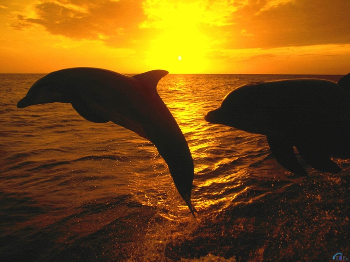 two dolphins