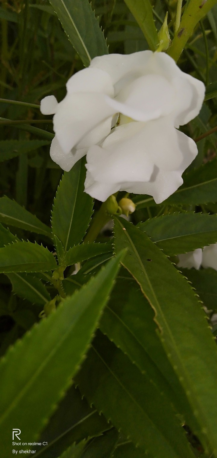 white flower