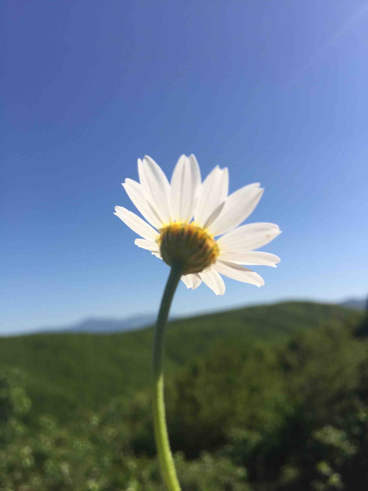 daisy
