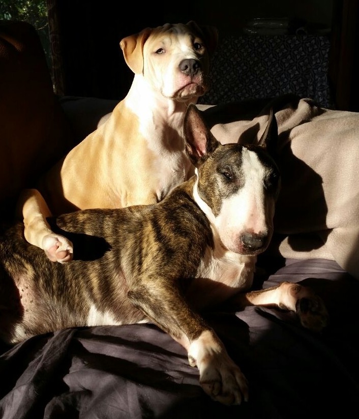 my dogs
