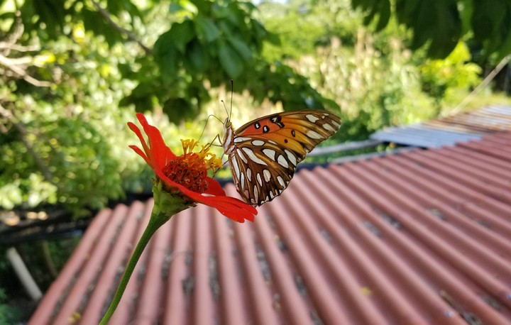 MARIPOSA ALIMENTÁNDOSE, SAN LORENZO, GRO.