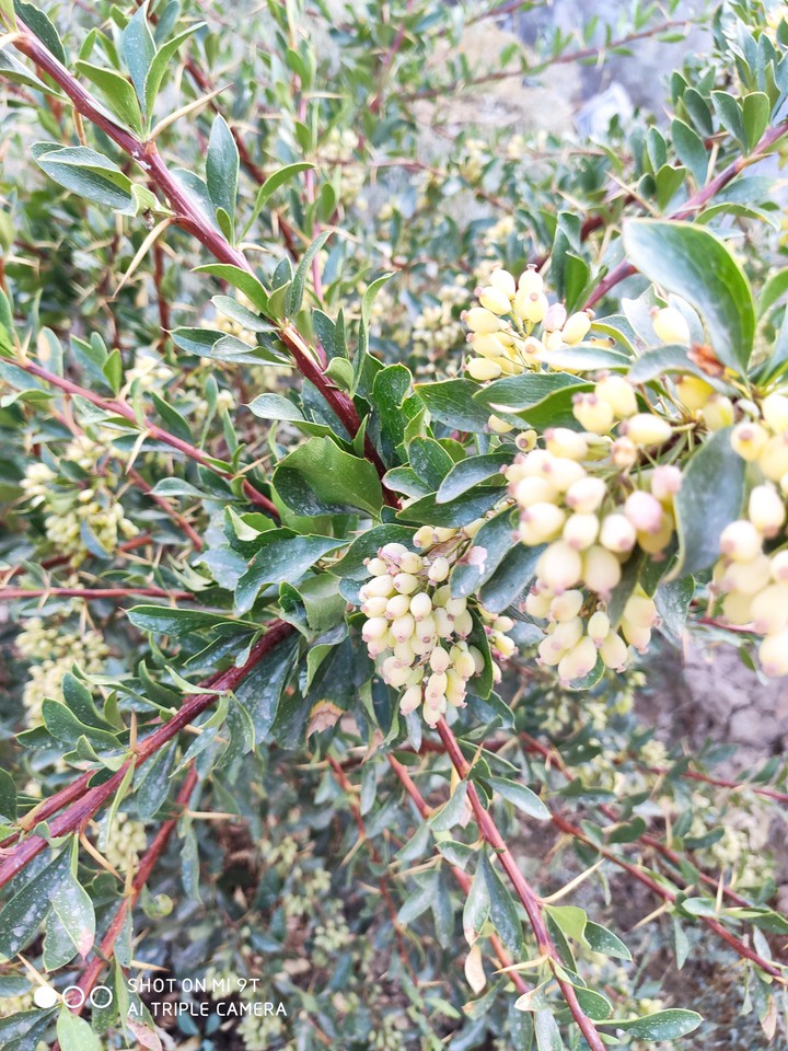 زرشک