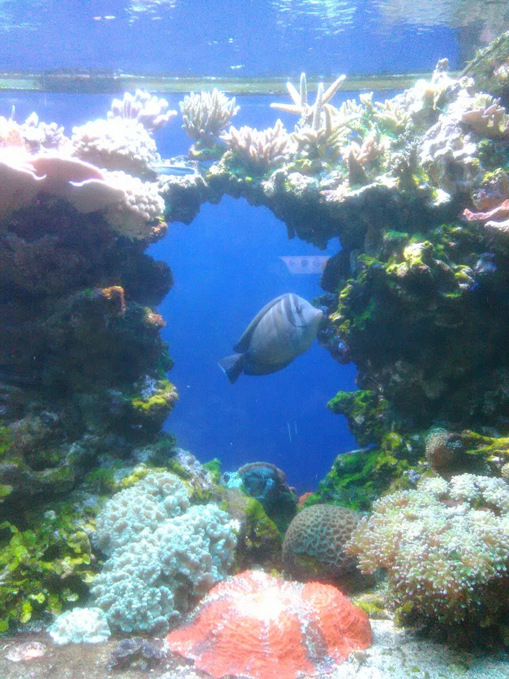 colar reef