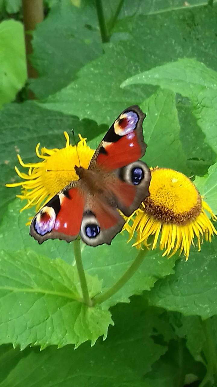 nature