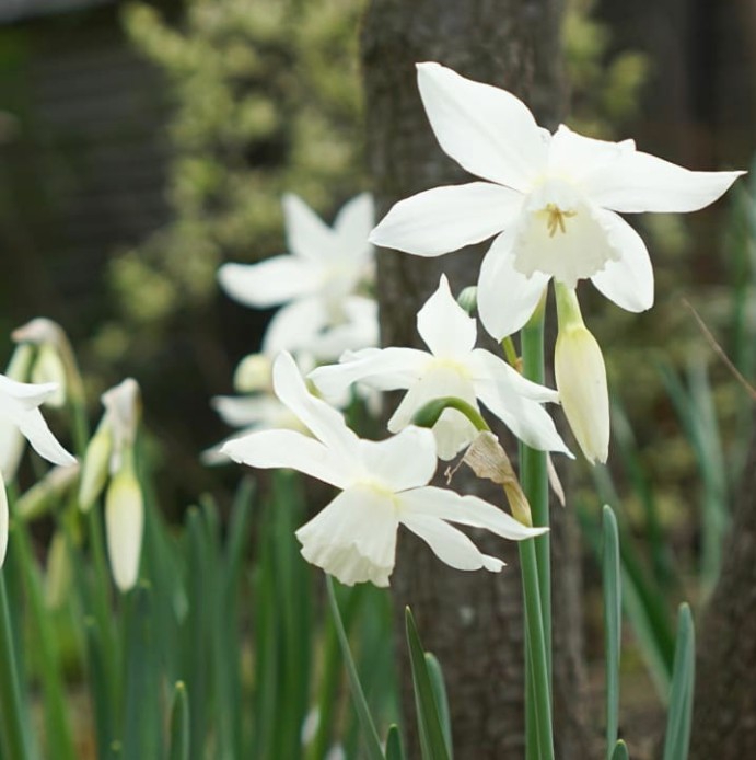 lilly