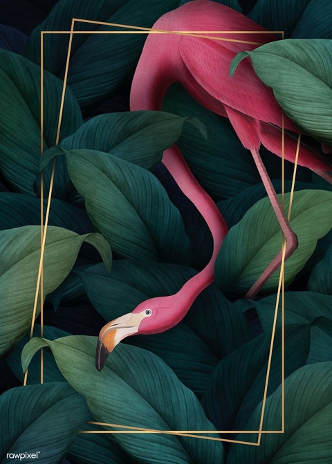 Flamingos