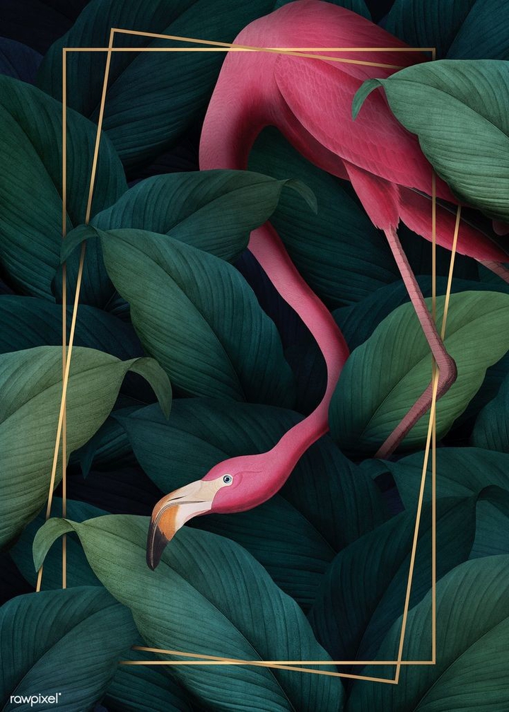 Flamingos