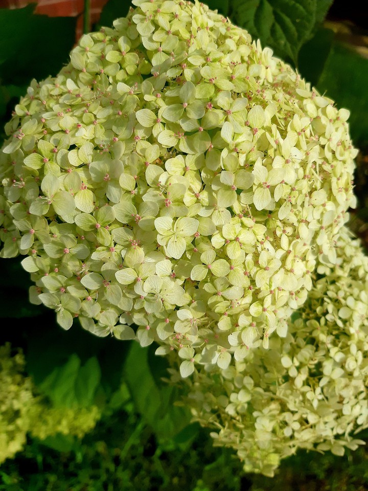hydrangea